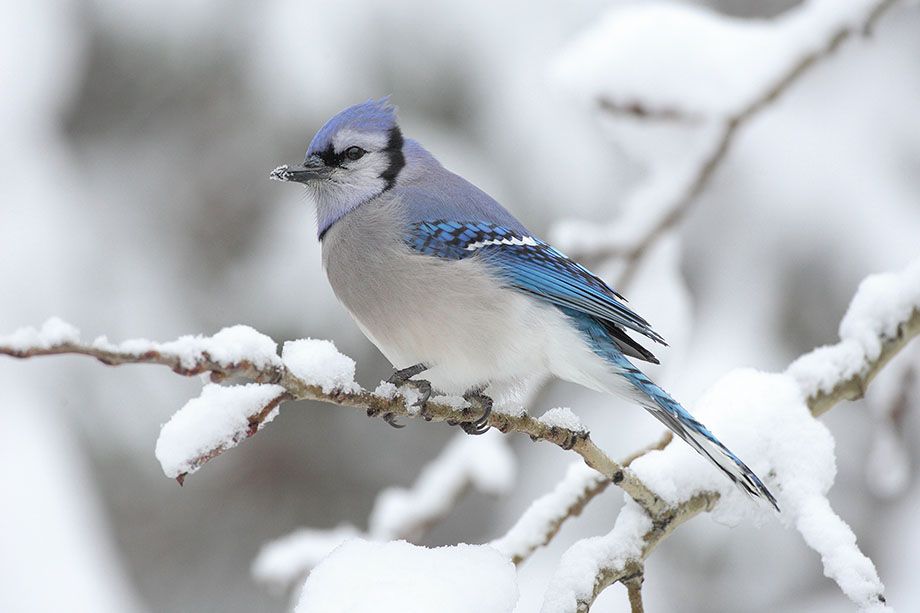 Cyanocitta cristata by Mdf